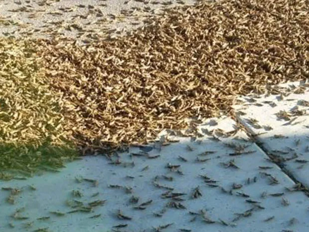 Let’s Swarm Together